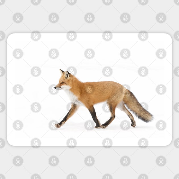 Red Fox - Algonquin Park Sticker by Jim Cumming